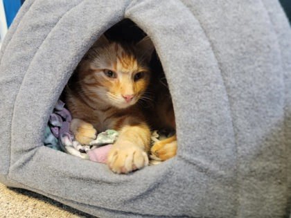 Phoenix, an adoptable Domestic Short Hair in Harbor Springs, MI, 49740 | Photo Image 2
