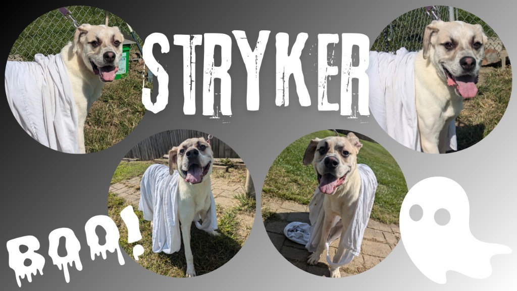 Stryker