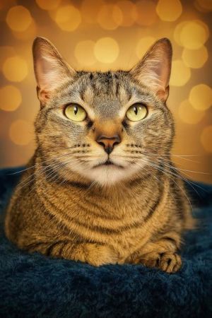 Tootsie, Adult Female Domestic Short Hair