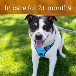 Otis, Senior Male Australian Cattle Dog / Blue Heeler