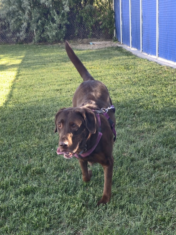 Kloey