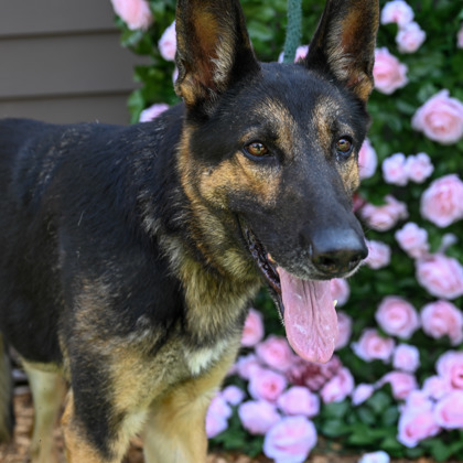 Zema- IN FOSTER