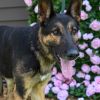 Zema- IN FOSTER photo 1