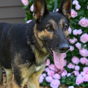 Zema- IN FOSTER, Adult Female Mixed Breed