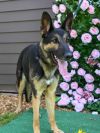 Zema- IN FOSTER photo 2