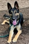 Zema- IN FOSTER photo 3