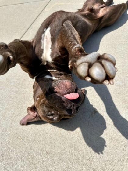 Yogi