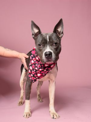 Meet Wanda Wanda is a cute and petite girl with the biggest ears and a personality all her own She