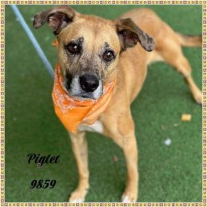 Primary Color Tan Weight 44125lbs Age 6yrs 0mths 3wks Animal has been Spayed