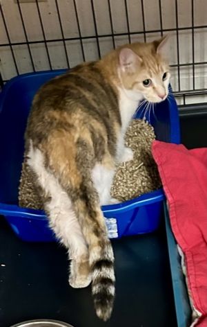 Quinn, Adult Female unknown
