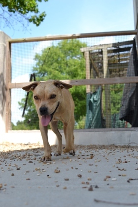 Remy (in Foster) 3