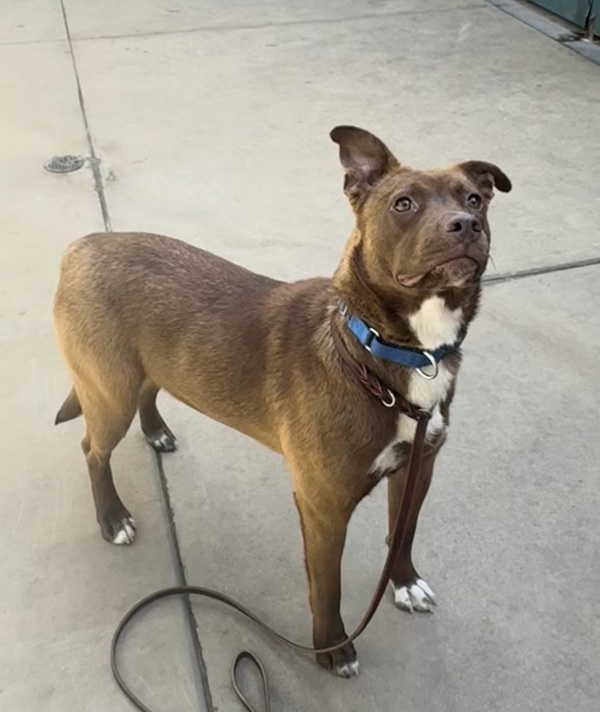 Rajah 6