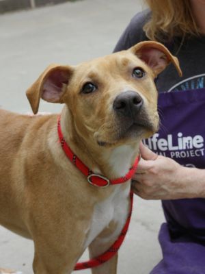 Dreamer by name heart-melter by nature At just 6 months old this kissy little lovebug is already 