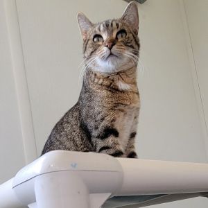 Hamburger -- Bonded Buddy With Mayo, Young Male Domestic Short Hair