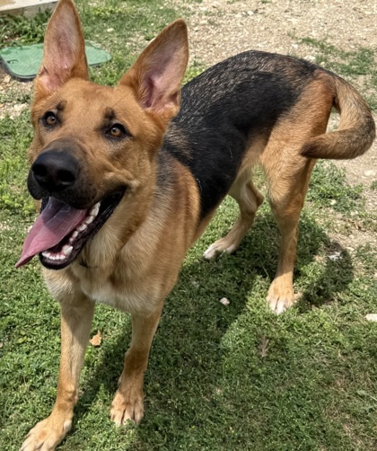 Jango