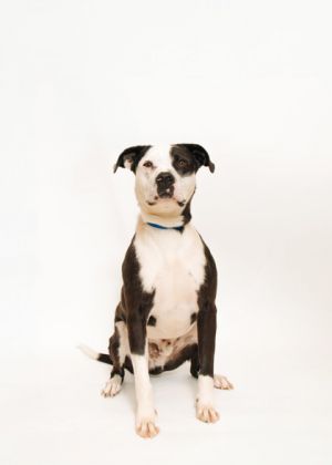Meet Johnny He may be a little shy and anxious at first but with time he opens up to be