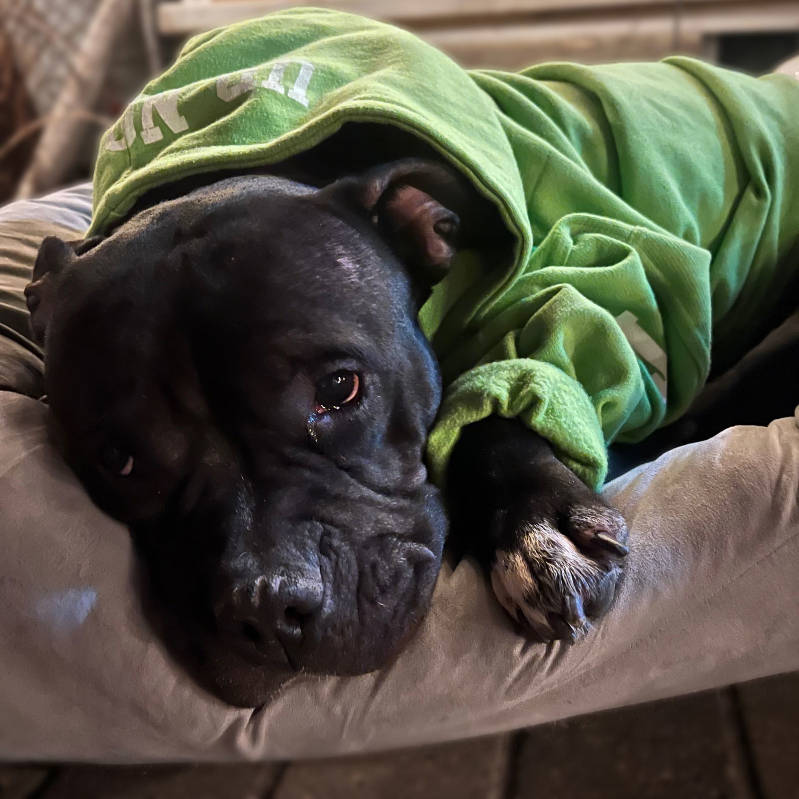 Campbell, an adoptable Pit Bull Terrier in Fargo, ND, 58103 | Photo Image 1