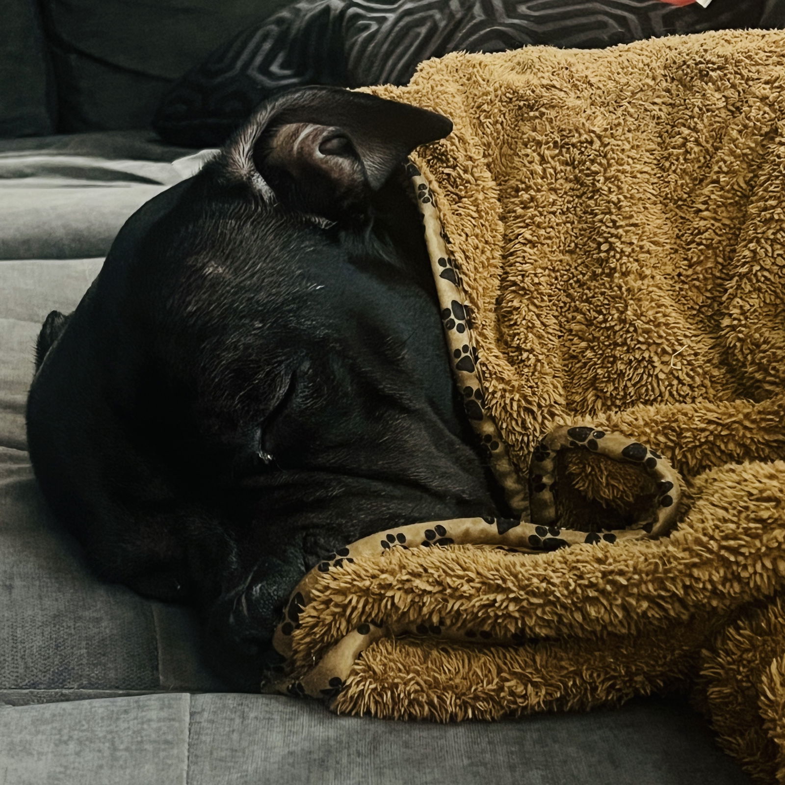 Campbell, an adoptable Pit Bull Terrier in Fargo, ND, 58103 | Photo Image 2