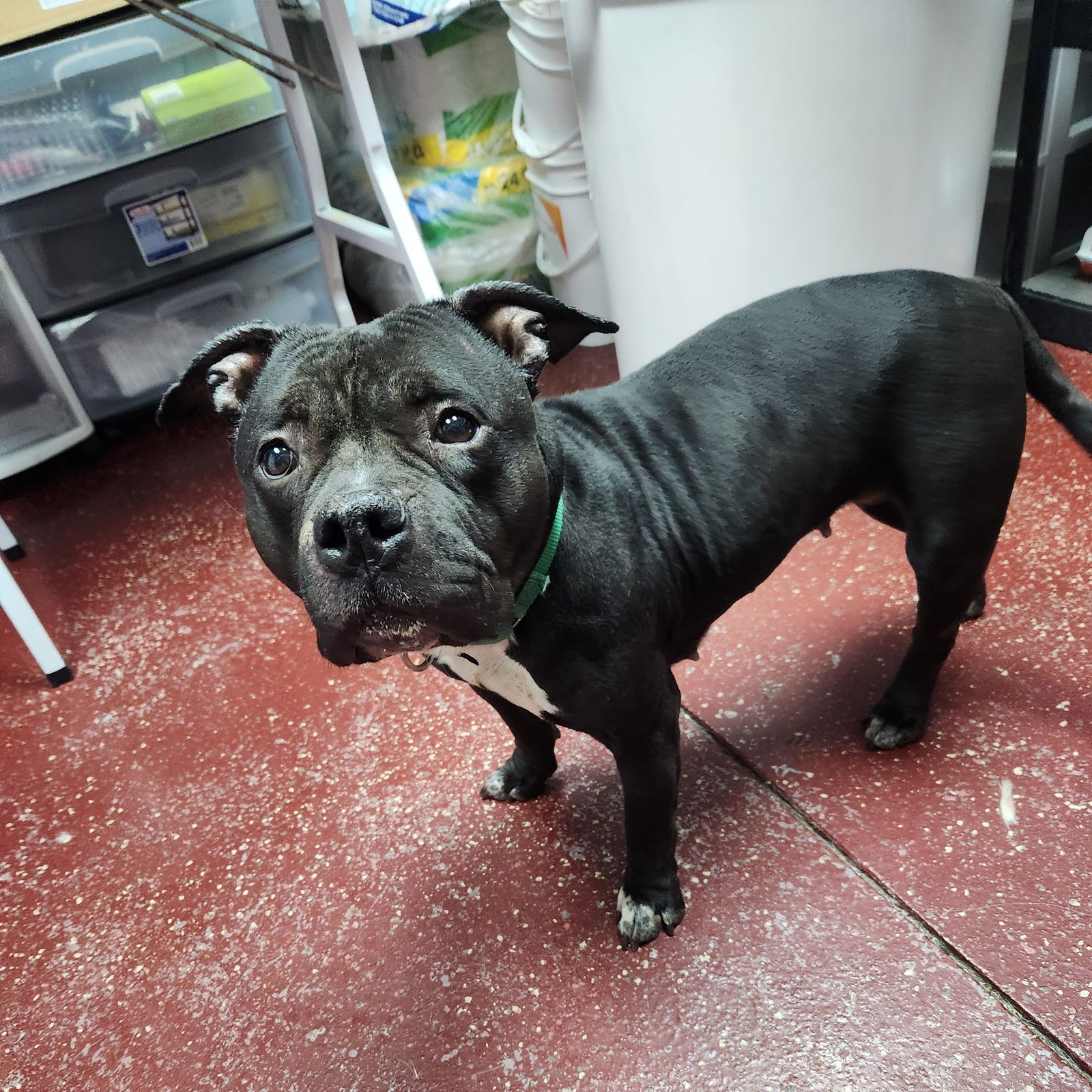 Campbell, an adoptable Pit Bull Terrier in Fargo, ND, 58103 | Photo Image 3