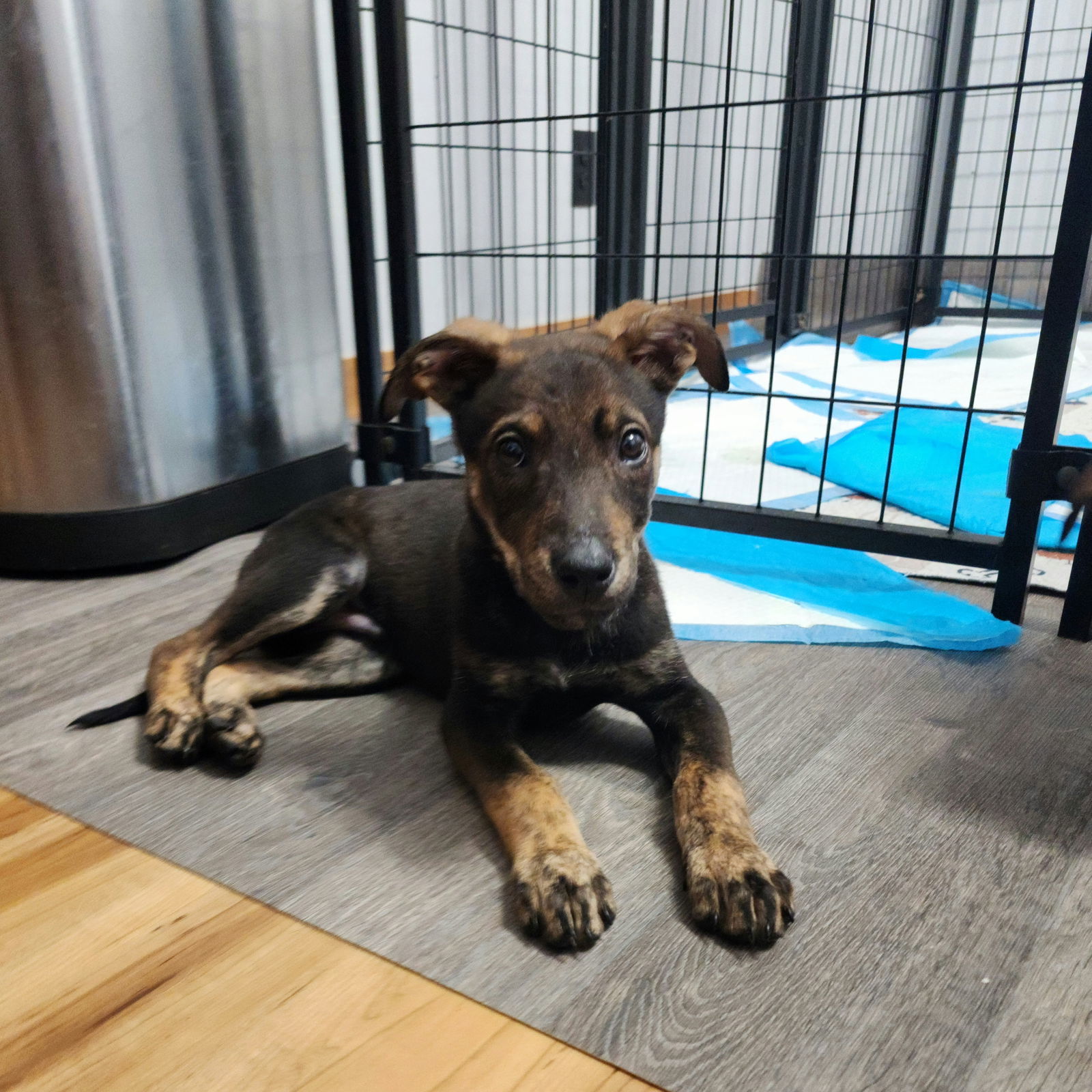 Boxcar, an adoptable Shepherd in Fargo, ND, 58103 | Photo Image 1