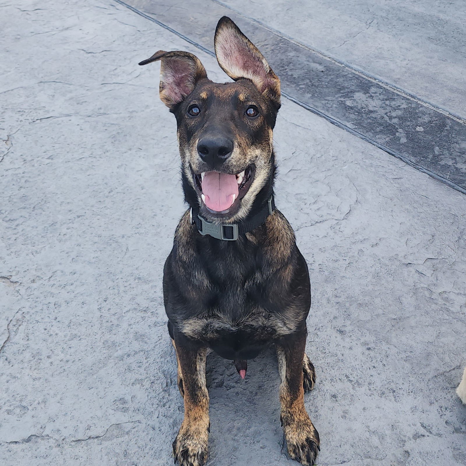 Boxcar, an adoptable Shepherd in Fargo, ND, 58103 | Photo Image 1