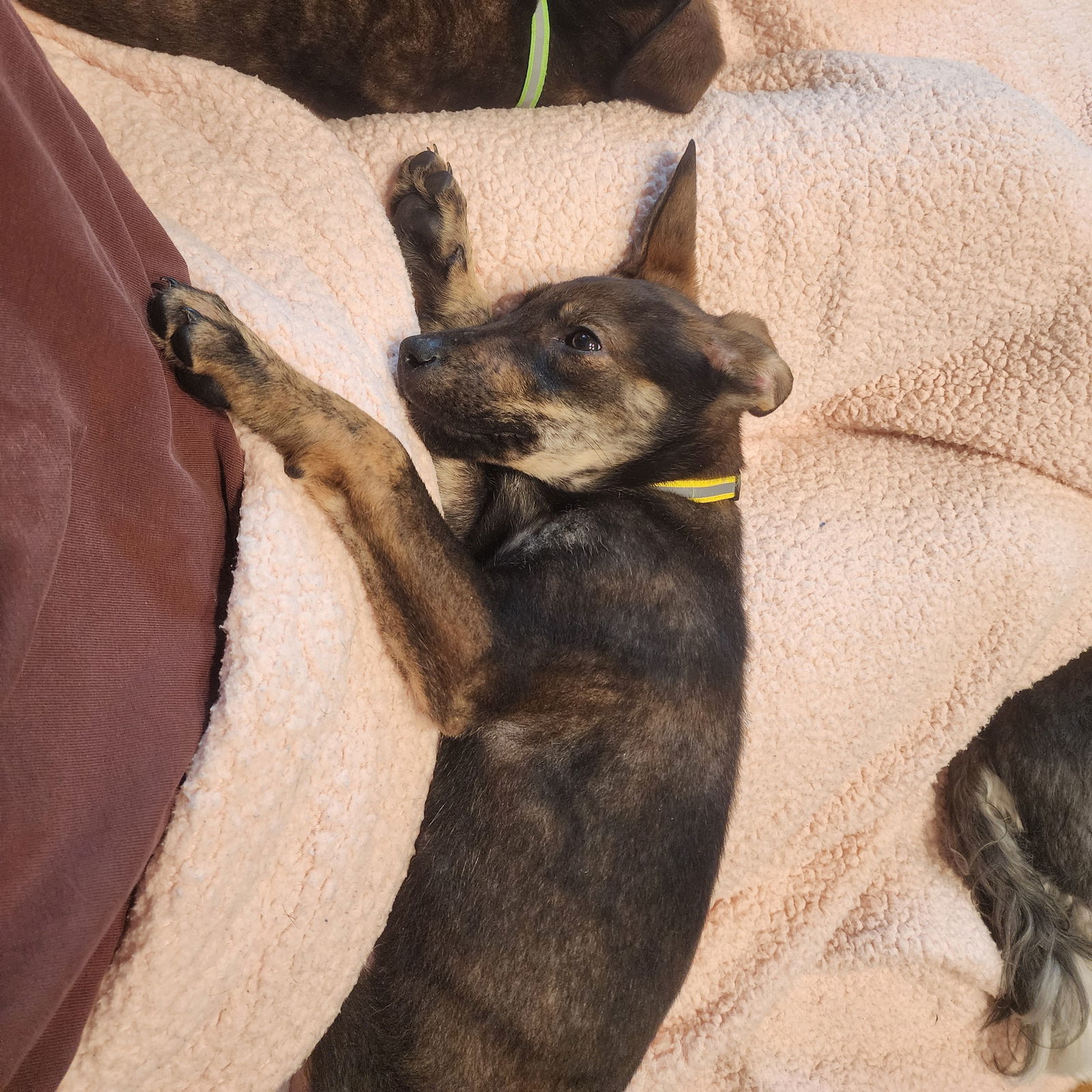 Boxcar, an adoptable Shepherd in Fargo, ND, 58103 | Photo Image 2