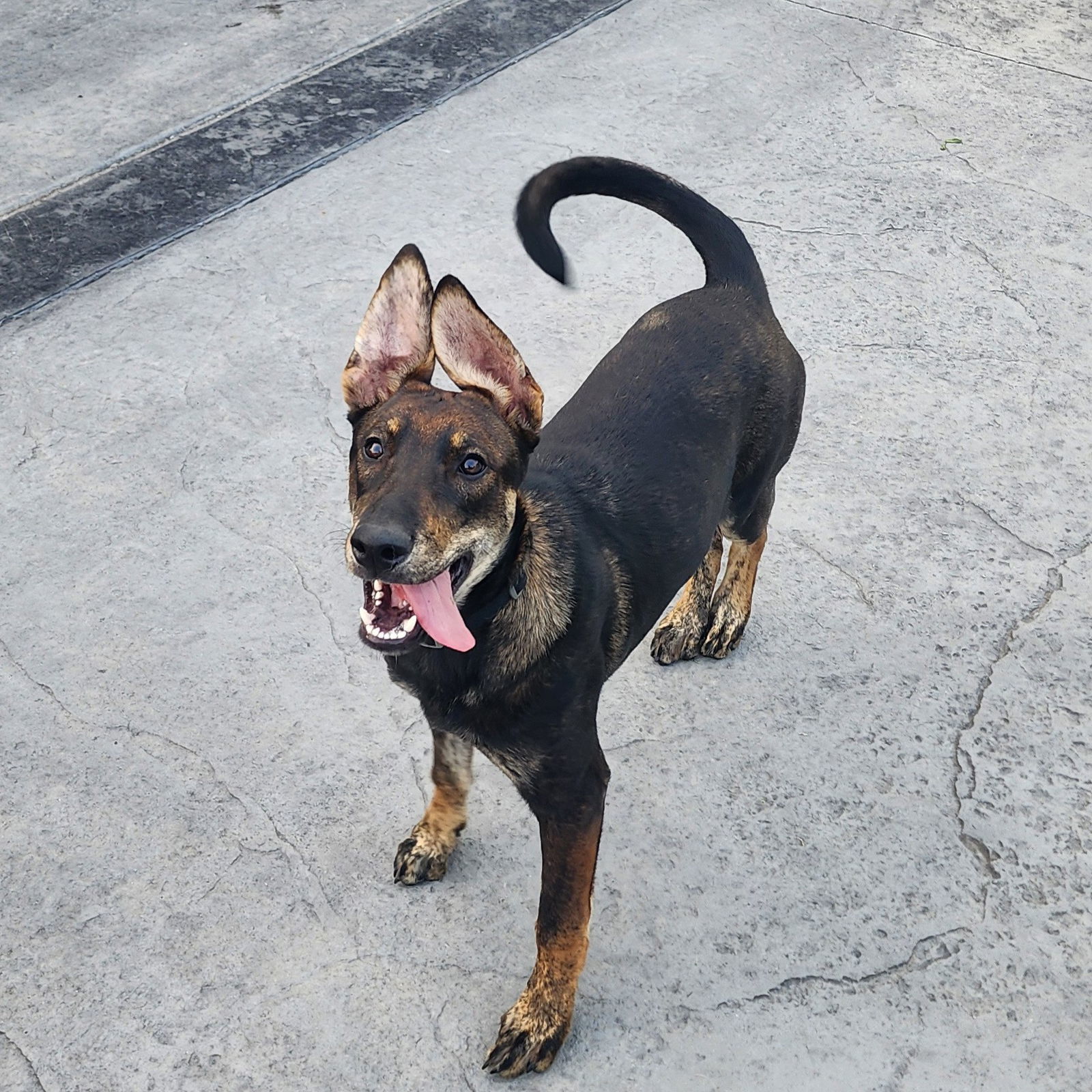 Boxcar, an adoptable Shepherd in Fargo, ND, 58103 | Photo Image 2