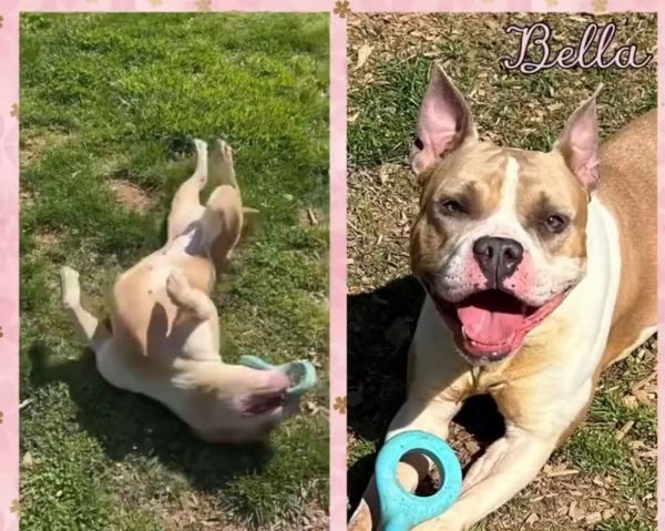 Bella thumbnail 2