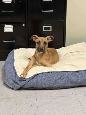 Jasmine, Young Female Pit Bull Terrier