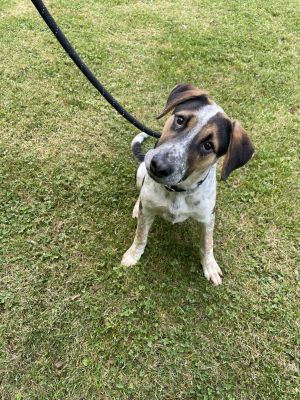 Raphael, Young Male Australian Shepherd