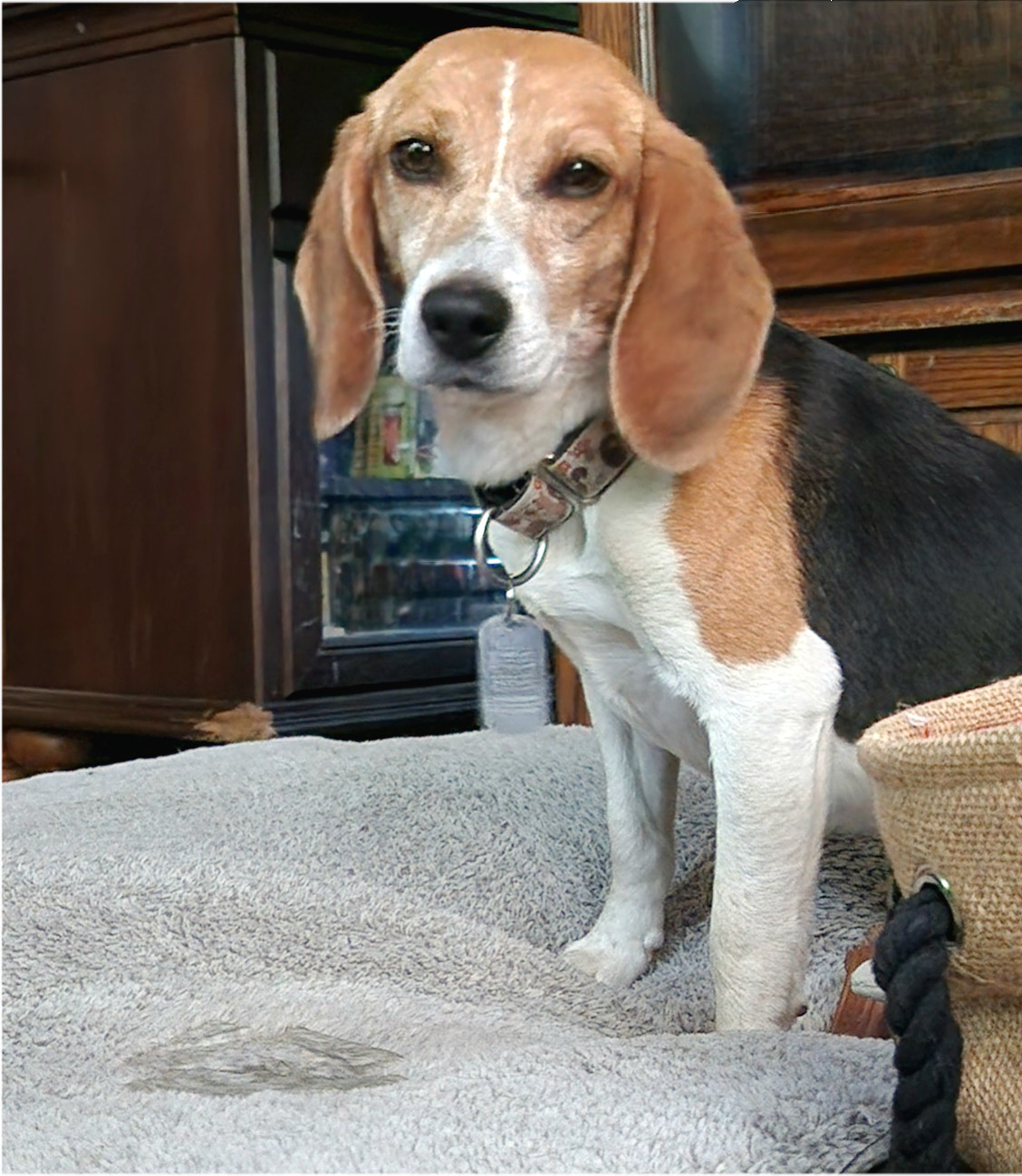 Beau