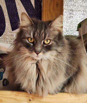 Lil Bit, Adult Male Domestic Long Hair