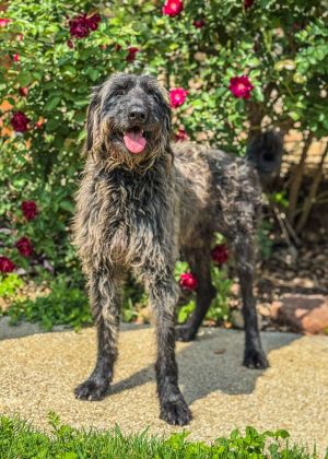 Beau, Adult Male Terrier