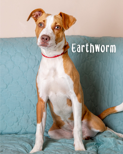 Earth Worm thumbnail 2