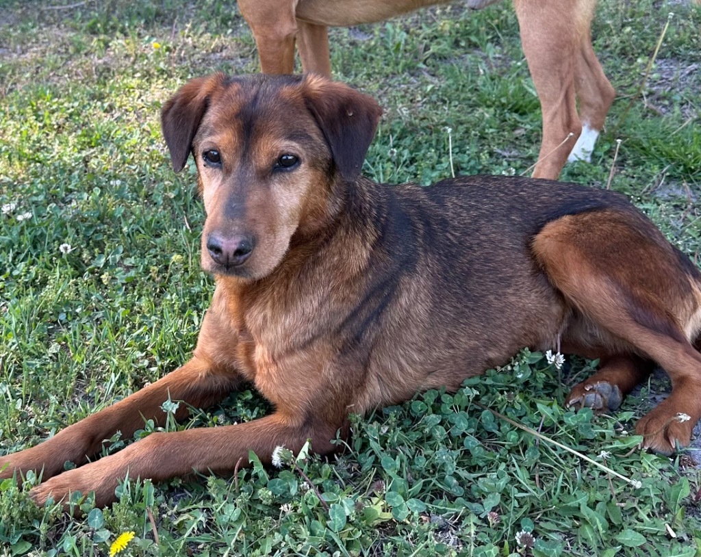 Crystal, an adoptable German Shepherd Dog, Beagle in Hastings, NE, 68901 | Photo Image 1