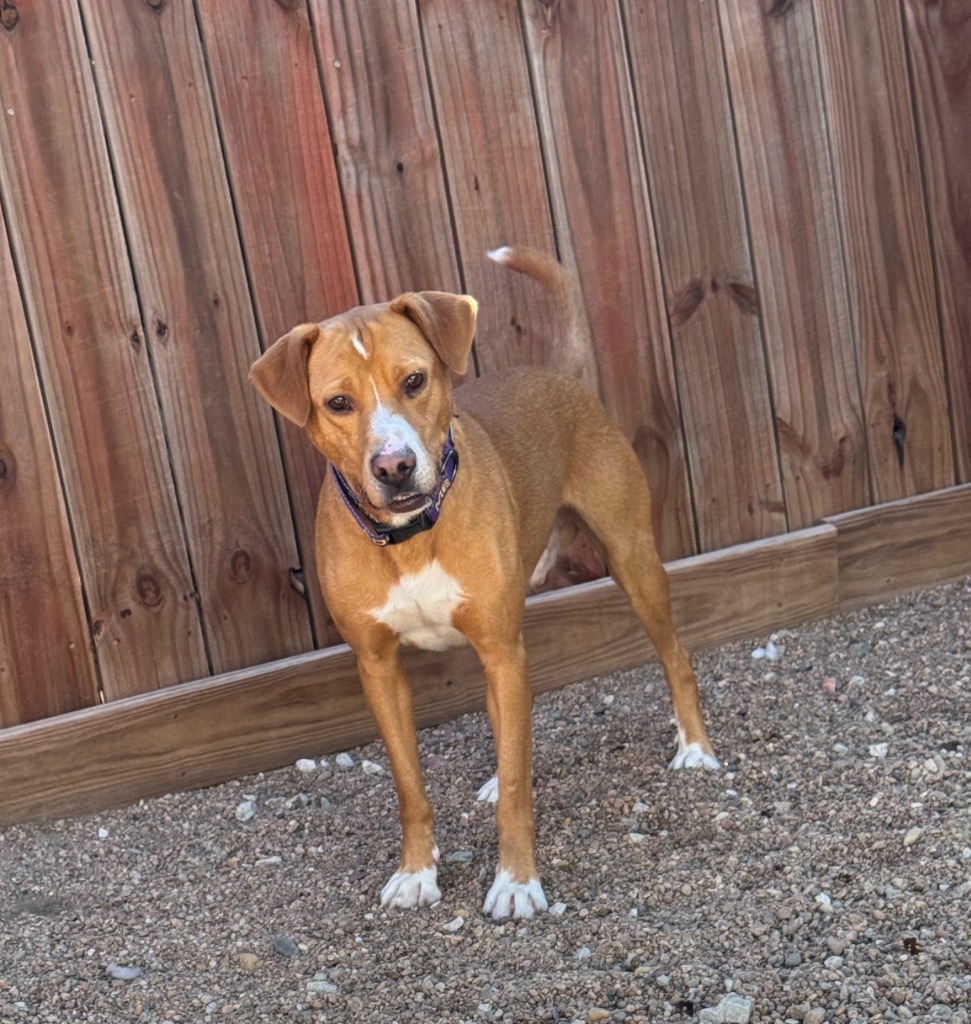 Laken, an adoptable Labrador Retriever, Beagle in Hastings, NE, 68901 | Photo Image 1