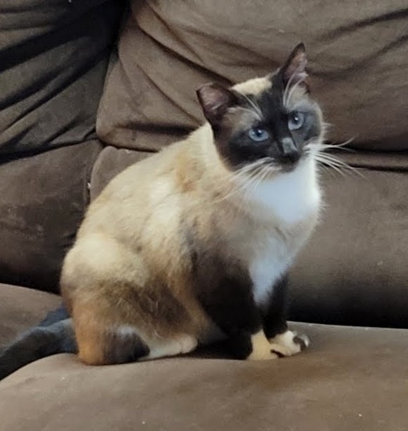 Gracie