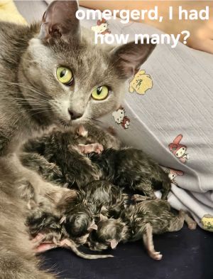 For more information about our adoptable cats please visit httpswwwwholecatandkaboodlecomadop