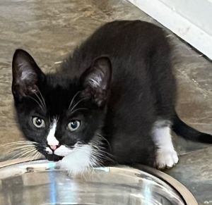 Jiff Domestic Short Hair Cat