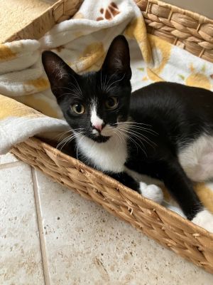 Jiff, Baby Male Domestic Short Hair