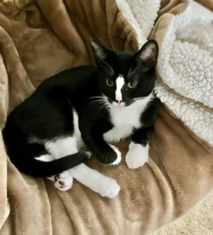 Im super sweet playful curious  cuddly looking for a fun loving family I have been neutered Mi