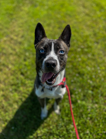 ARLO