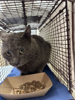 Primary Color Grey Weight 12375lbs Animal has been Neutered
