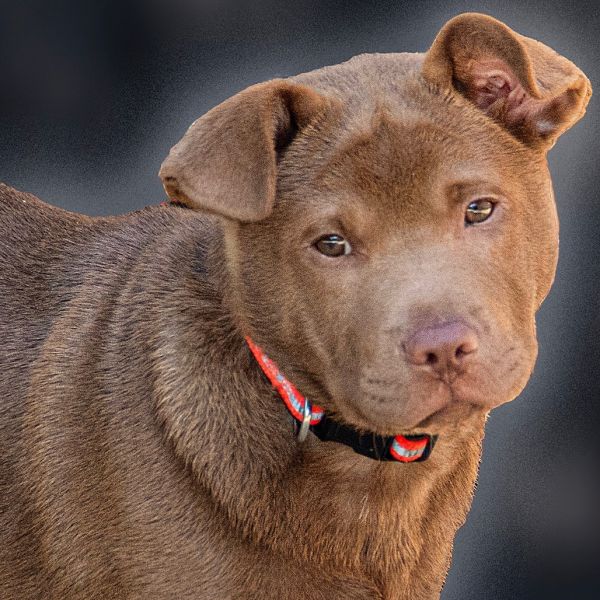 Lancelot thumbnail 1