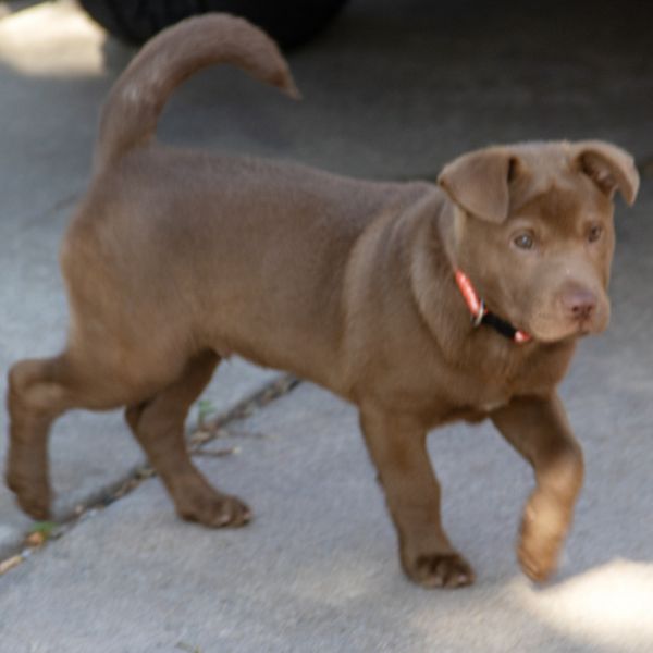 Lancelot thumbnail 3