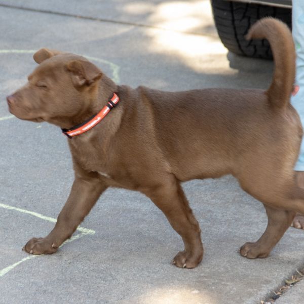 Lancelot thumbnail 4