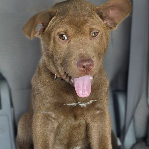 Lancelot thumbnail 6