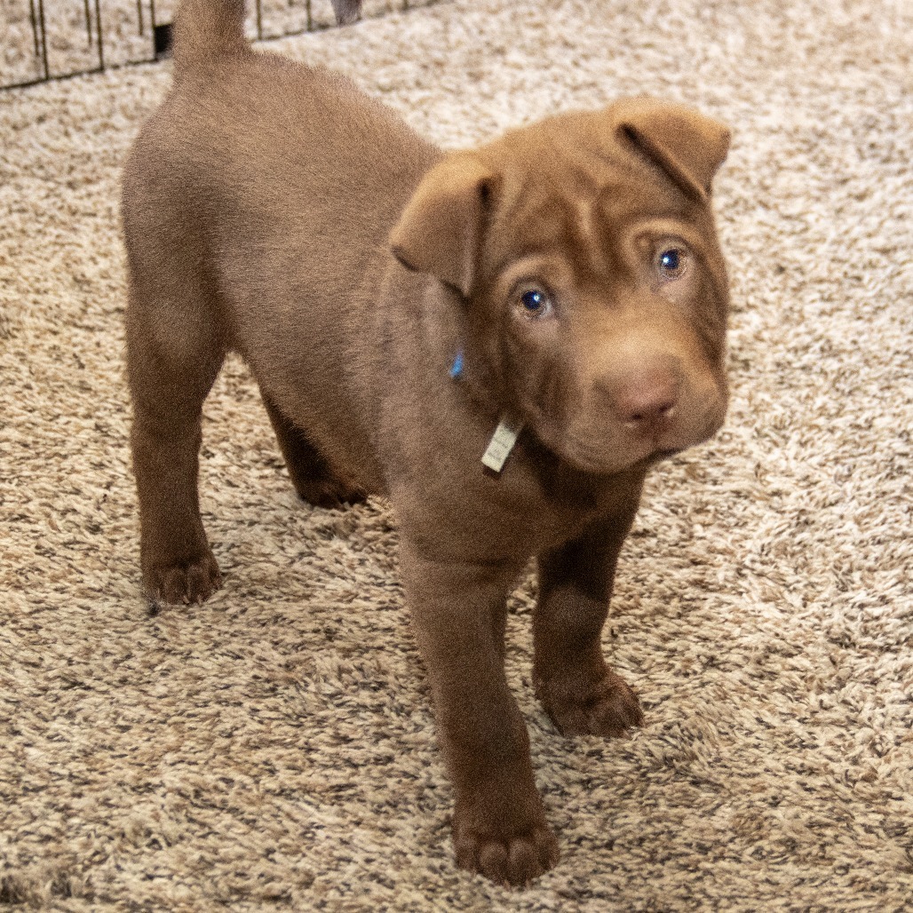Merlin