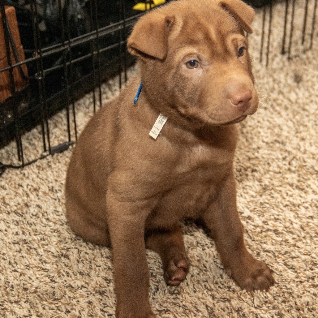 Merlin