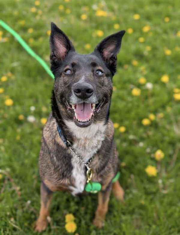 MacY, an adoptable German Shepherd Dog in Keswick, ON, L4P 3G1 | Photo Image 1